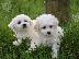 PoulaTo: Bichon frize